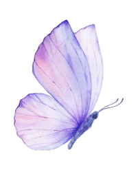 Service Areas Butterfly